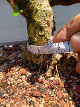 Load image into Gallery viewer, Fukien tea Bonsai Tree