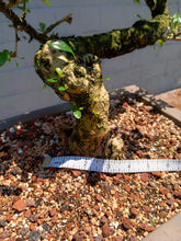 Load image into Gallery viewer, Fukien tea Bonsai Tree