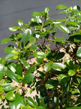 Load image into Gallery viewer, Fukien tea Bonsai Tree