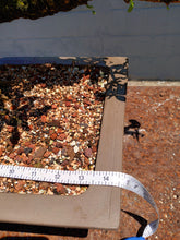 Load image into Gallery viewer, Fukien tea Bonsai Tree