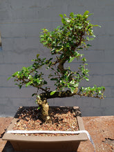 Load image into Gallery viewer, Fukien tea Bonsai Tree