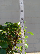 Load image into Gallery viewer, Fukien tea Bonsai Tree