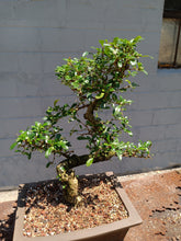 Load image into Gallery viewer, Fukien tea Bonsai Tree