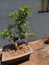 Load image into Gallery viewer, Fukien tea Bonsai Tree