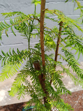 Load image into Gallery viewer, Bald cypress bonsai