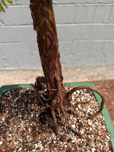 Load image into Gallery viewer, Bald cypress bonsai