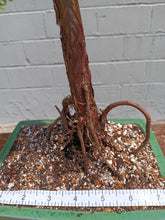 Load image into Gallery viewer, Bald cypress bonsai
