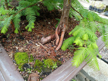 Load image into Gallery viewer, Dawn redwood forest in 39" pot