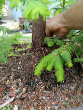 Load image into Gallery viewer, Dawn redwood forest in 39" pot