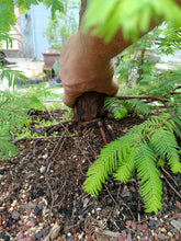 Load image into Gallery viewer, Dawn redwood forest in 39" pot