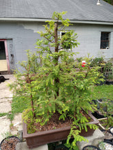 Load image into Gallery viewer, Dawn redwood forest in 39" pot