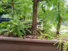 Load image into Gallery viewer, Dawn redwood forest in 39" pot