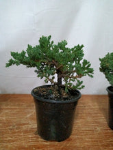 Load image into Gallery viewer, Juniper nana pre-bonsai 4" pot