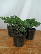 Load image into Gallery viewer, Juniper nana pre-bonsai 4" pot