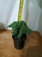 Load image into Gallery viewer, Juniper nana pre-bonsai 4" pot