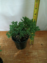 Load image into Gallery viewer, Juniper nana pre-bonsai 4" pot