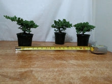 Load image into Gallery viewer, Juniper nana pre-bonsai 4" pot