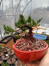 Load image into Gallery viewer, Juniper procumbens 'nana'
