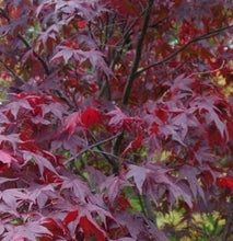 Load image into Gallery viewer, Stunning Japanese Red Maple Tree (acer palmatum 'atropurpureum')