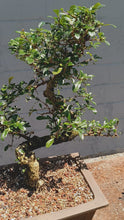 Load and play video in Gallery viewer, Fukien tea Bonsai Tree