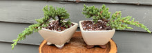 Load image into Gallery viewer, Juniper Bonsai in 5” Rounded Square Cream Glazed Ceramic Pot