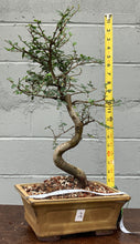 Load image into Gallery viewer, Chinese Elm Bonsai in Glazed Ceramic Bonsai Pot