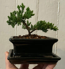 Load image into Gallery viewer, Juniper Procumbens Nana in a 4.5" Glazed Ceramic Bonsai Pot & Matching Tray ~ Tapered Rectangular Black