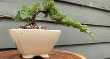 Load image into Gallery viewer, Juniper Bonsai in 5” Rounded Square Cream Glazed Ceramic Pot