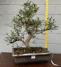Load image into Gallery viewer, Chinese Elm Bonsai in Plastic Bonsai Pot