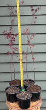 Load image into Gallery viewer, Stunning Japanese Red Maple Tree (acer palmatum 'atropurpureum')