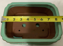 Load image into Gallery viewer, Ginseng Ficus Bonsai in 8" Glazed Ceramic Bonsai Pots & Matching Trays