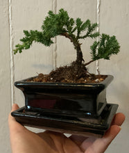 Load image into Gallery viewer, Juniper Procumbens Nana in a 4.5" Glazed Ceramic Bonsai Pot & Matching Tray ~ Tapered Rectangular Black