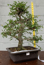 Load image into Gallery viewer, Chinese Elm Bonsai in Plastic Bonsai Pot