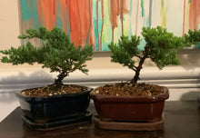 Load image into Gallery viewer, Juniper Procumbens Nana Bonsai in 6" Glazed Ceramic Bonsai Pots & Matching Trays ~ Quince Shaped