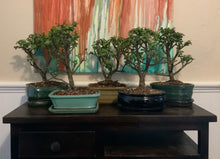 Load image into Gallery viewer, Elephant Jade Bonsai in 8" Glazed Ceramic Bonsai Pots & Matching Trays - Several Styles