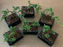 Load image into Gallery viewer, Juniper Procumbens Nana in a 4.5" Glazed Ceramic Bonsai Pot & Matching Tray ~ Tapered Rectangular Black