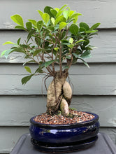 Load image into Gallery viewer, Ginseng Ficus Bonsai in 8" Glazed Ceramic Bonsai Pots & Matching Trays
