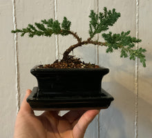 Load image into Gallery viewer, Juniper Procumbens Nana in a 4.5" Glazed Ceramic Bonsai Pot & Matching Tray ~ Tapered Rectangular Black