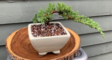 Load image into Gallery viewer, Juniper Bonsai in 5” Rounded Square Cream Glazed Ceramic Pot