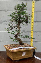 Load image into Gallery viewer, Chinese Elm Bonsai in Glazed Ceramic Bonsai Pot