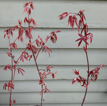 Load image into Gallery viewer, Stunning Japanese Red Maple Tree (acer palmatum 'atropurpureum')