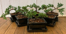 Load image into Gallery viewer, Juniper Procumbens Nana in a 4.5" Glazed Ceramic Bonsai Pot & Matching Tray ~ Tapered Rectangular Black
