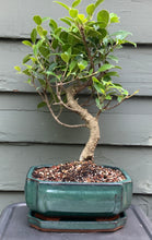 Load image into Gallery viewer, Tiger Bark Ficus (ficus microcarpa) Bonsai in 8" Glazed Ceramic Bonsai Pots & Matching Trays