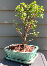 Load image into Gallery viewer, Elephant Jade Bonsai in 8" Glazed Ceramic Bonsai Pots & Matching Trays - Several Styles