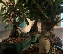 Load image into Gallery viewer, Ginseng Ficus Bonsai in 8" Glazed Ceramic Bonsai Pots & Matching Trays