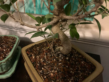 Load image into Gallery viewer, Tiger Bark Ficus (ficus microcarpa) Bonsai in 8" Glazed Ceramic Bonsai Pots & Matching Trays