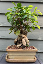 Load image into Gallery viewer, Ginseng Ficus Bonsai in 8" Glazed Ceramic Bonsai Pots & Matching Trays