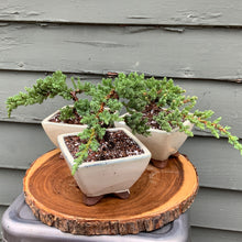 Load image into Gallery viewer, Juniper Bonsai in 5” Rounded Square Cream Glazed Ceramic Pot