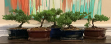 Load image into Gallery viewer, Juniper Procumbens Nana Bonsai in 6" Glazed Ceramic Bonsai Pots & Matching Trays ~ Quince Shaped