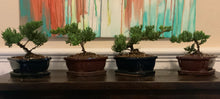 Load image into Gallery viewer, Juniper Procumbens Nana Bonsai in 6" Glazed Ceramic Bonsai Pots & Matching Trays ~ Quince Shaped